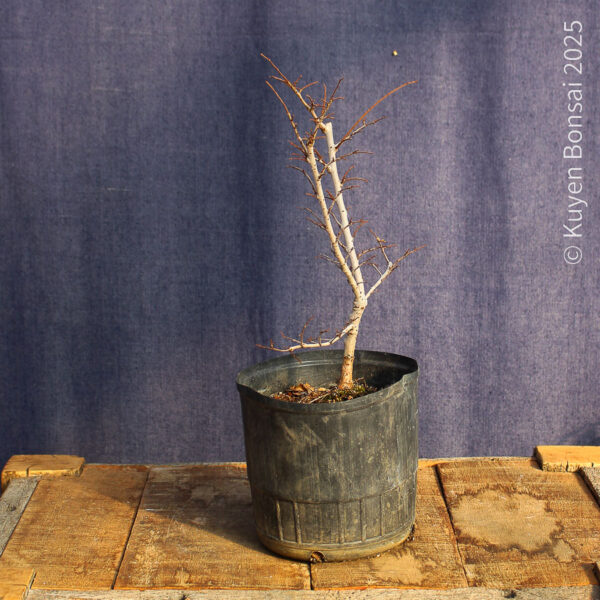 Ulmus parvifolia #16 - Imagen 3