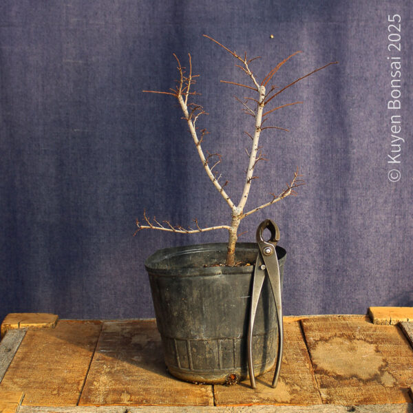 Ulmus parvifolia #16 - Imagen 4