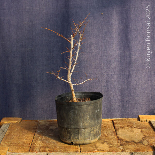 Ulmus parvifolia #16 - Imagen 6