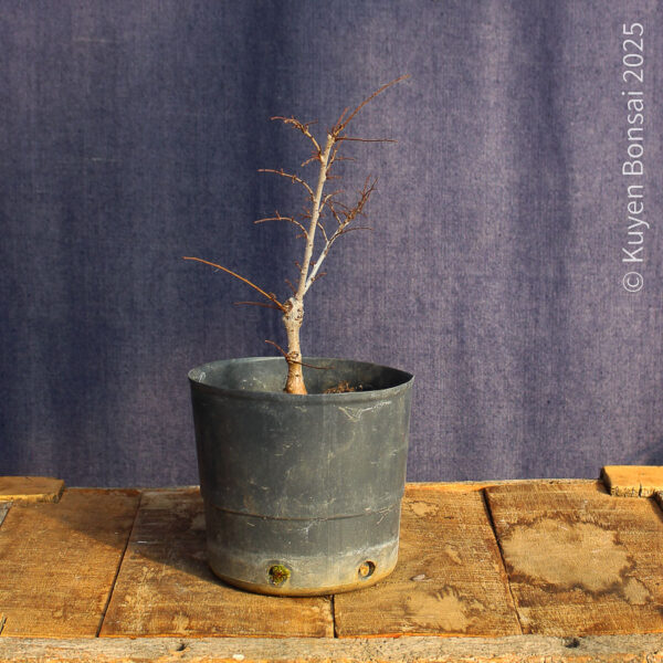 Ulmus parvifolia #17