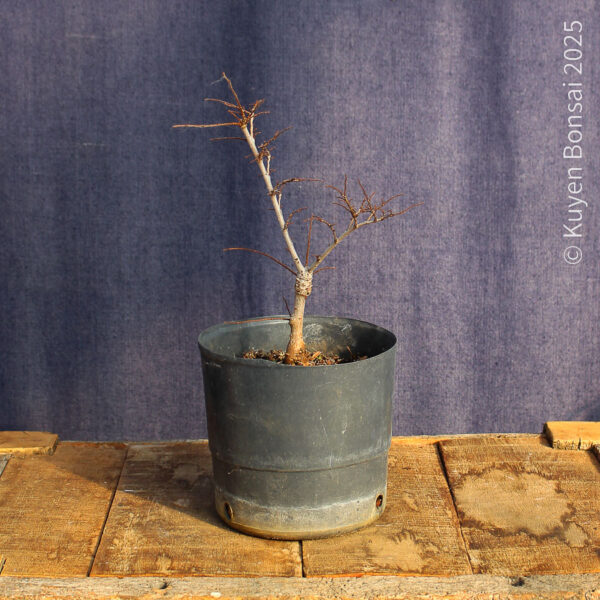 Ulmus parvifolia #17 - Imagen 2