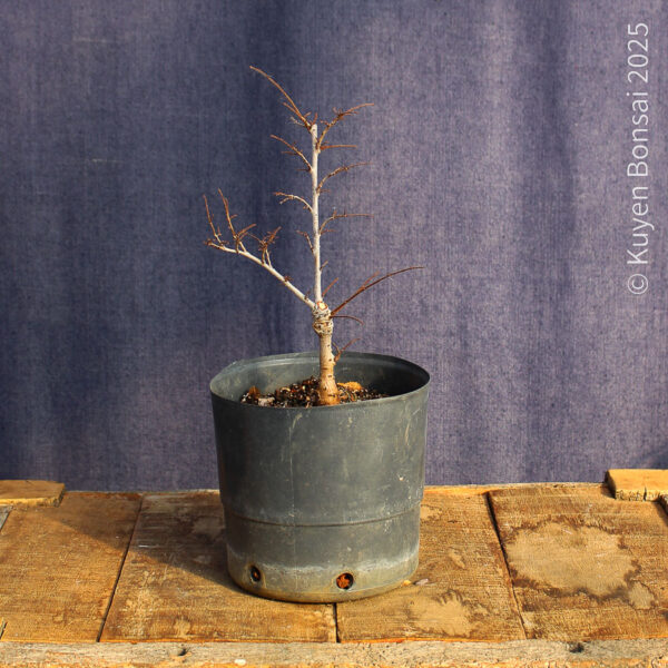 Ulmus parvifolia #17 - Imagen 4