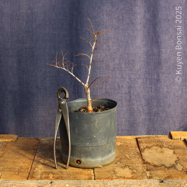 Ulmus parvifolia #17 - Imagen 5