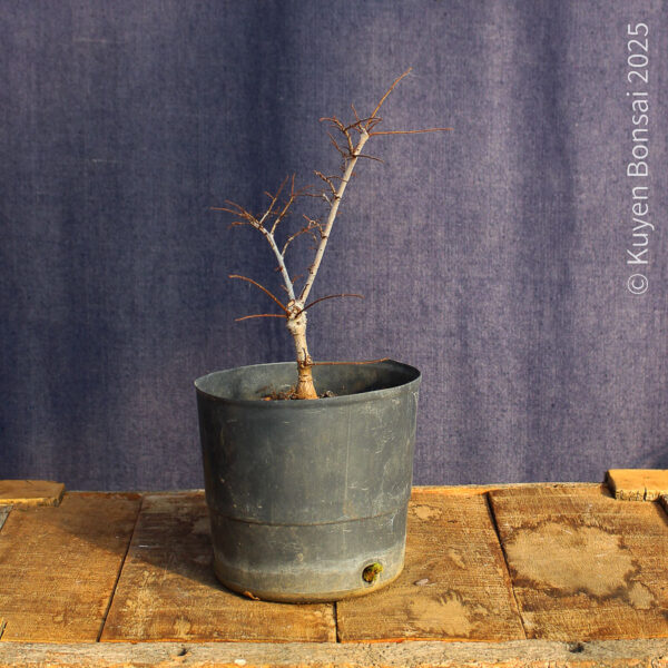 Ulmus parvifolia #17 - Imagen 6