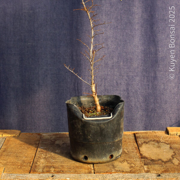 Ulmus parvifolia #18