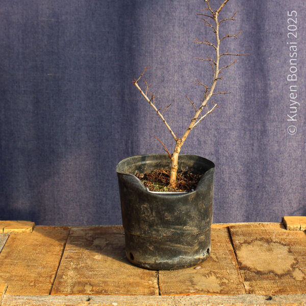 Ulmus parvifolia #18 - Imagen 2