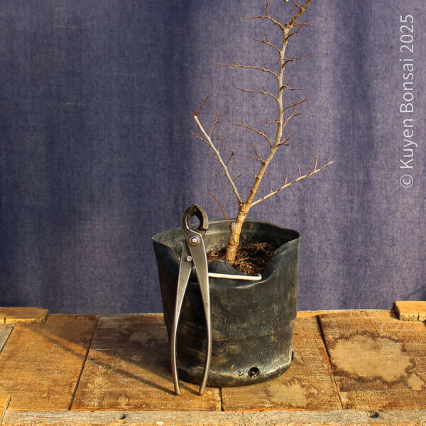 Ulmus parvifolia #18 - Imagen 3