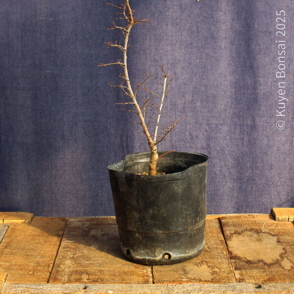 Ulmus parvifolia #18 - Imagen 4