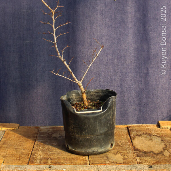 Ulmus parvifolia #18 - Imagen 5