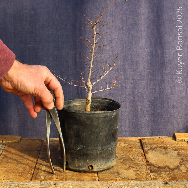 Ulmus parvifolia #19