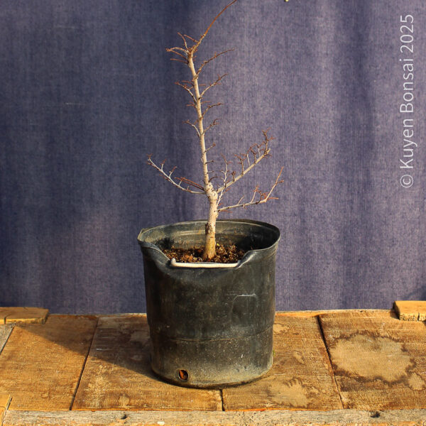 Ulmus parvifolia #19 - Imagen 2