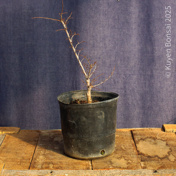 Ulmus parvifolia #19 - Imagen 3