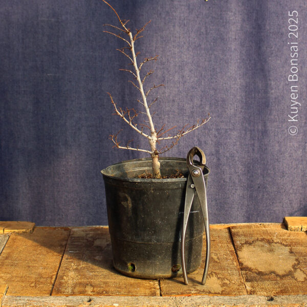 Ulmus parvifolia #19 - Imagen 4