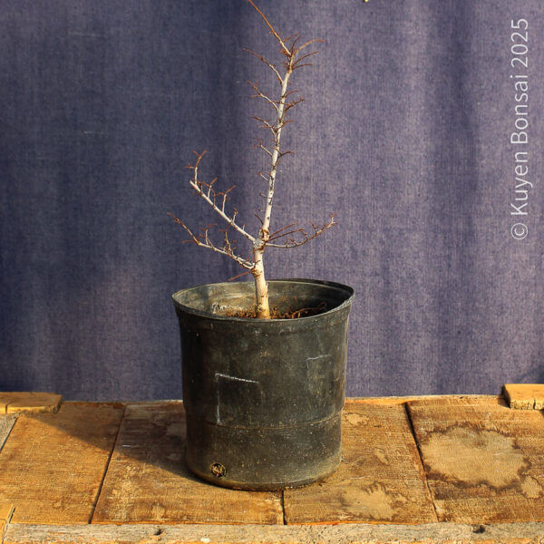 Ulmus parvifolia #19 - Imagen 5