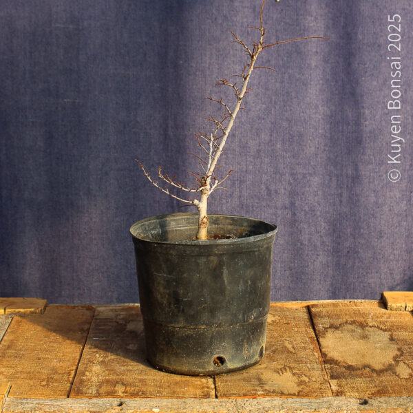 Ulmus parvifolia #19 - Imagen 6