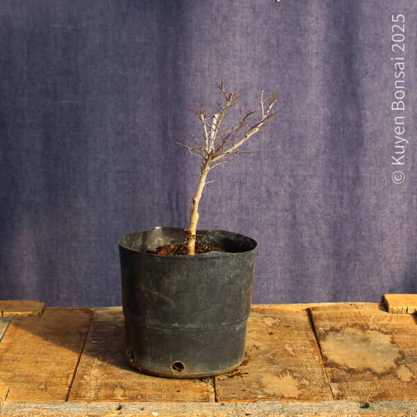Ulmus parvifolia #21