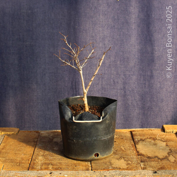Ulmus parvifolia #21 - Imagen 2