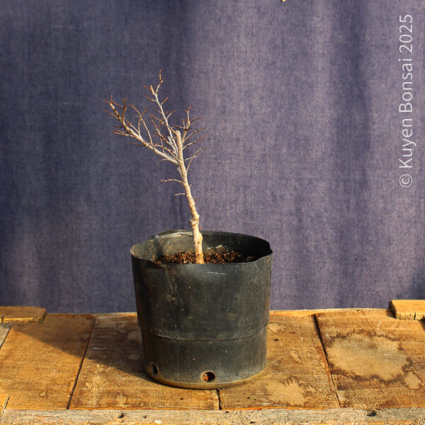 Ulmus parvifolia #21 - Imagen 3