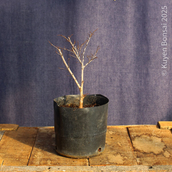 Ulmus parvifolia #21 - Imagen 4