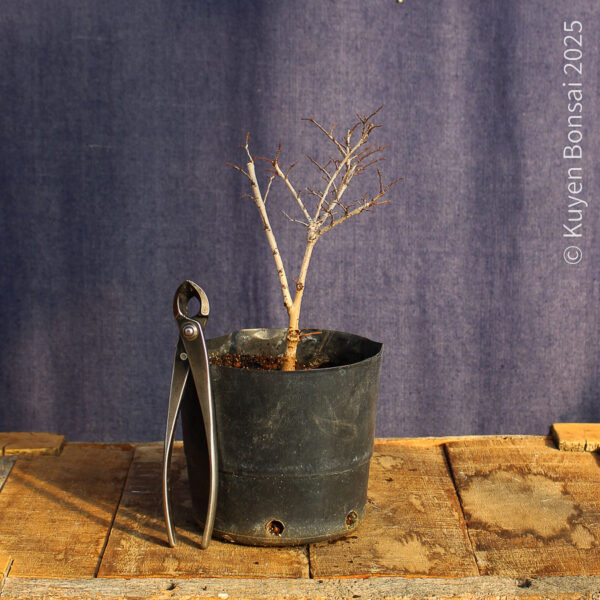 Ulmus parvifolia #21 - Imagen 5