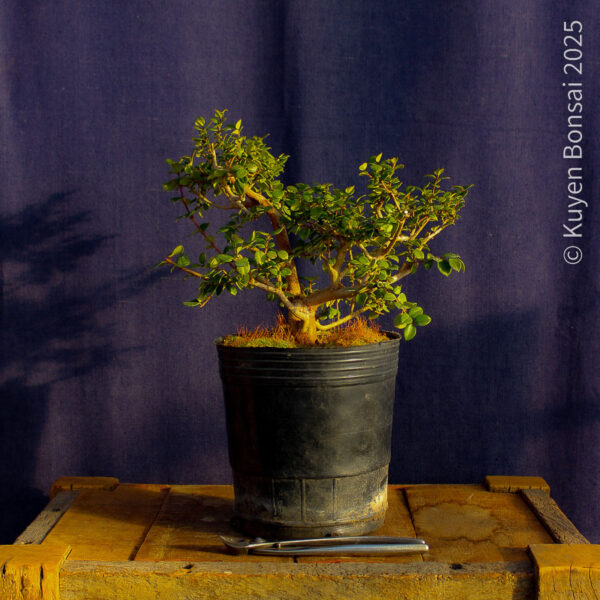 Luma apiculata #8 - Imagen 2