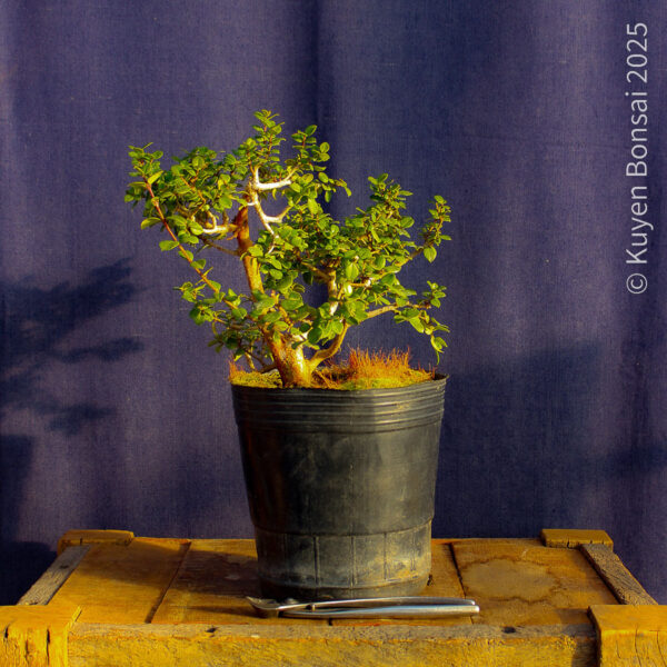 Luma apiculata #8 - Imagen 3