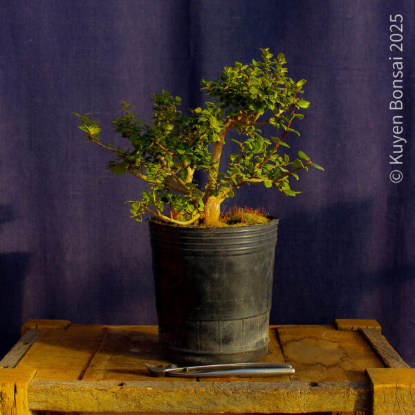 Luma apiculata #8 - Imagen 4