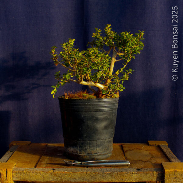 Luma apiculata #8 - Imagen 5