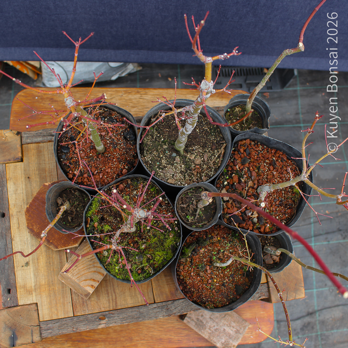 Acer palmatum - Kit para bosque #1 - Imagen 3