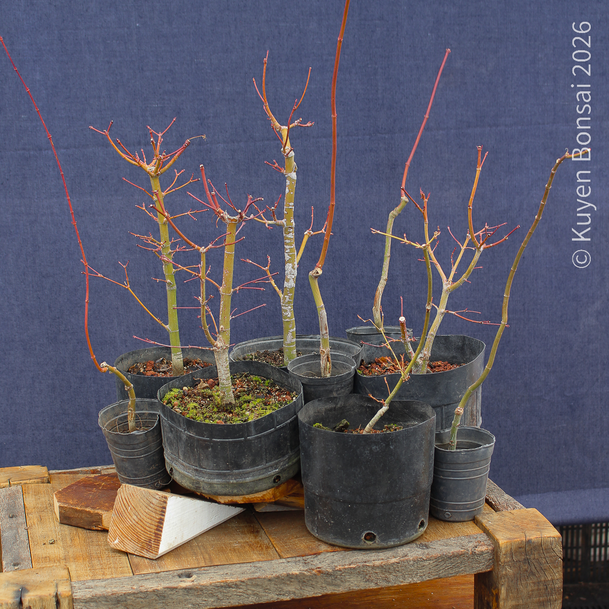Acer palmatum - Kit para bosque #1 - Imagen 4