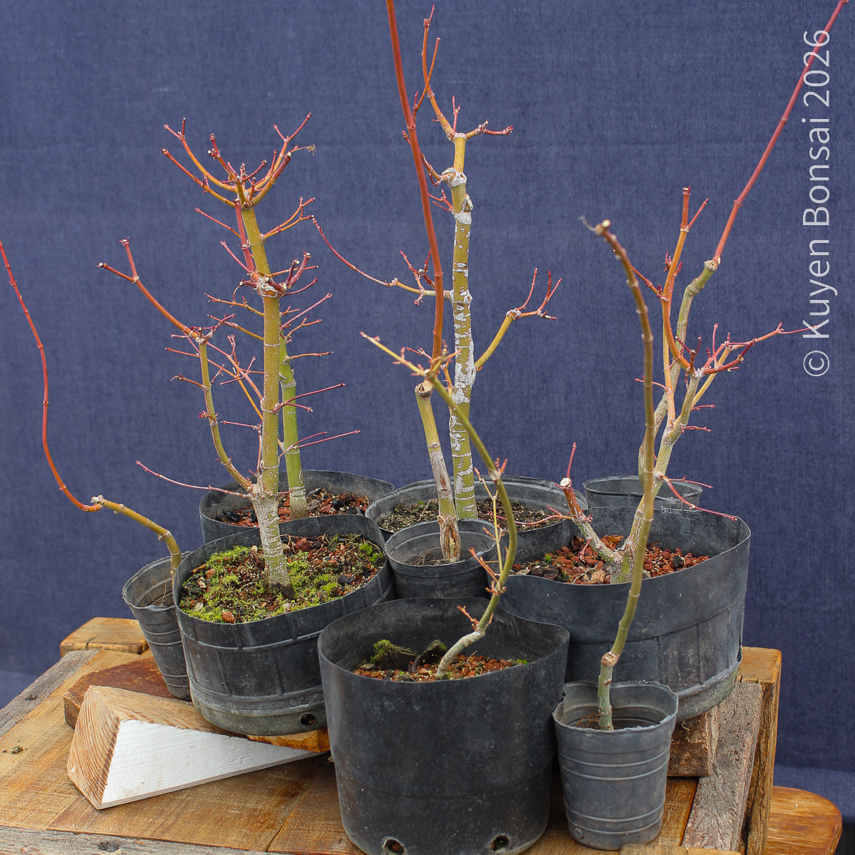 Acer palmatum - Kit para bosque #1 - Imagen 5