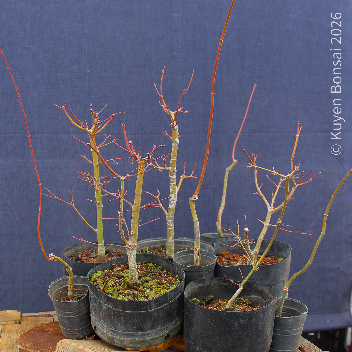 Acer palmatum - Kit para bosque #1