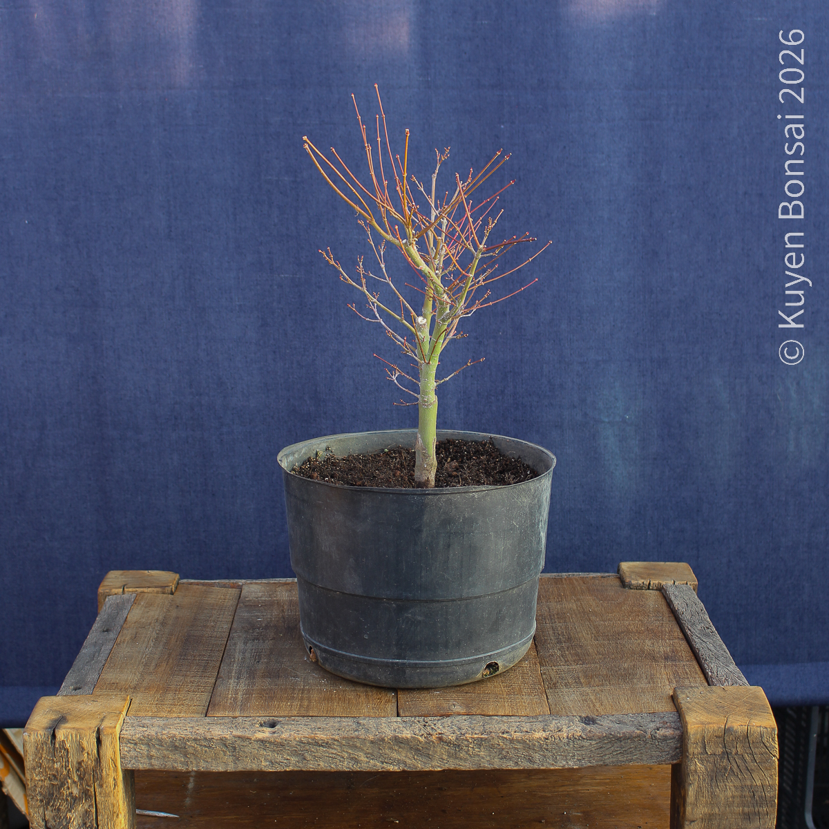 Acer palmatum "Butterfly" #11 - Imagen 2