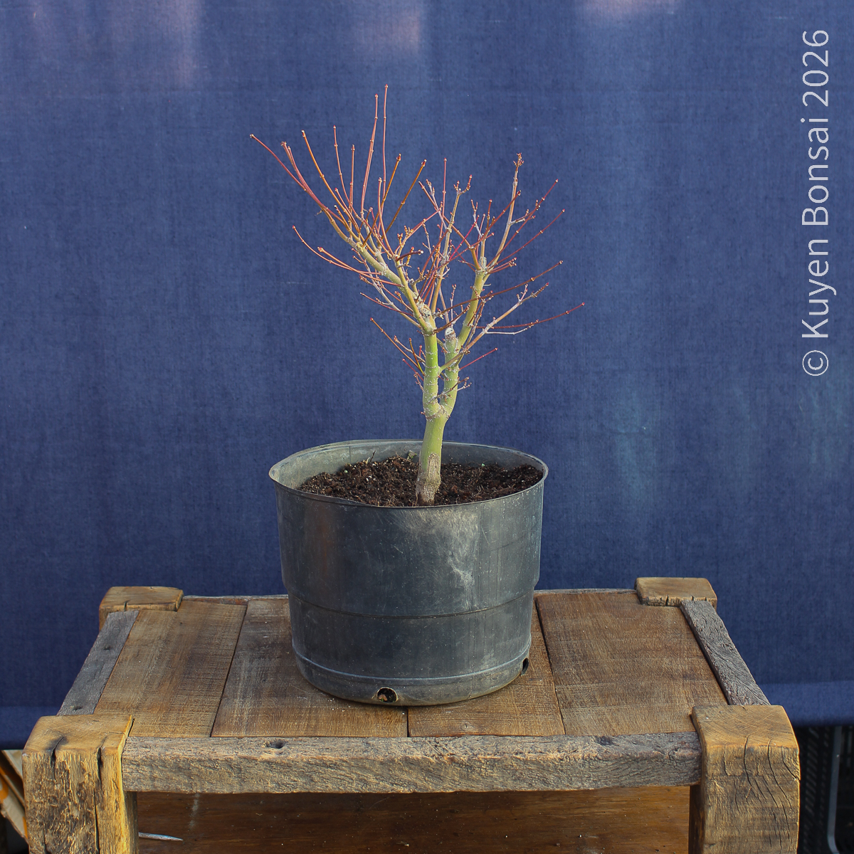 Acer palmatum "Butterfly" #11 - Imagen 3