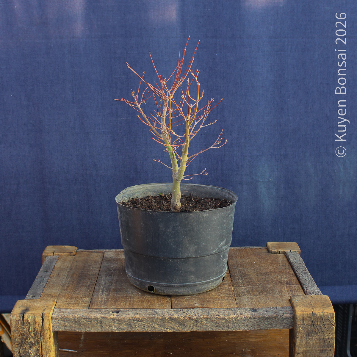 Acer palmatum "Butterfly" #11 - Imagen 5