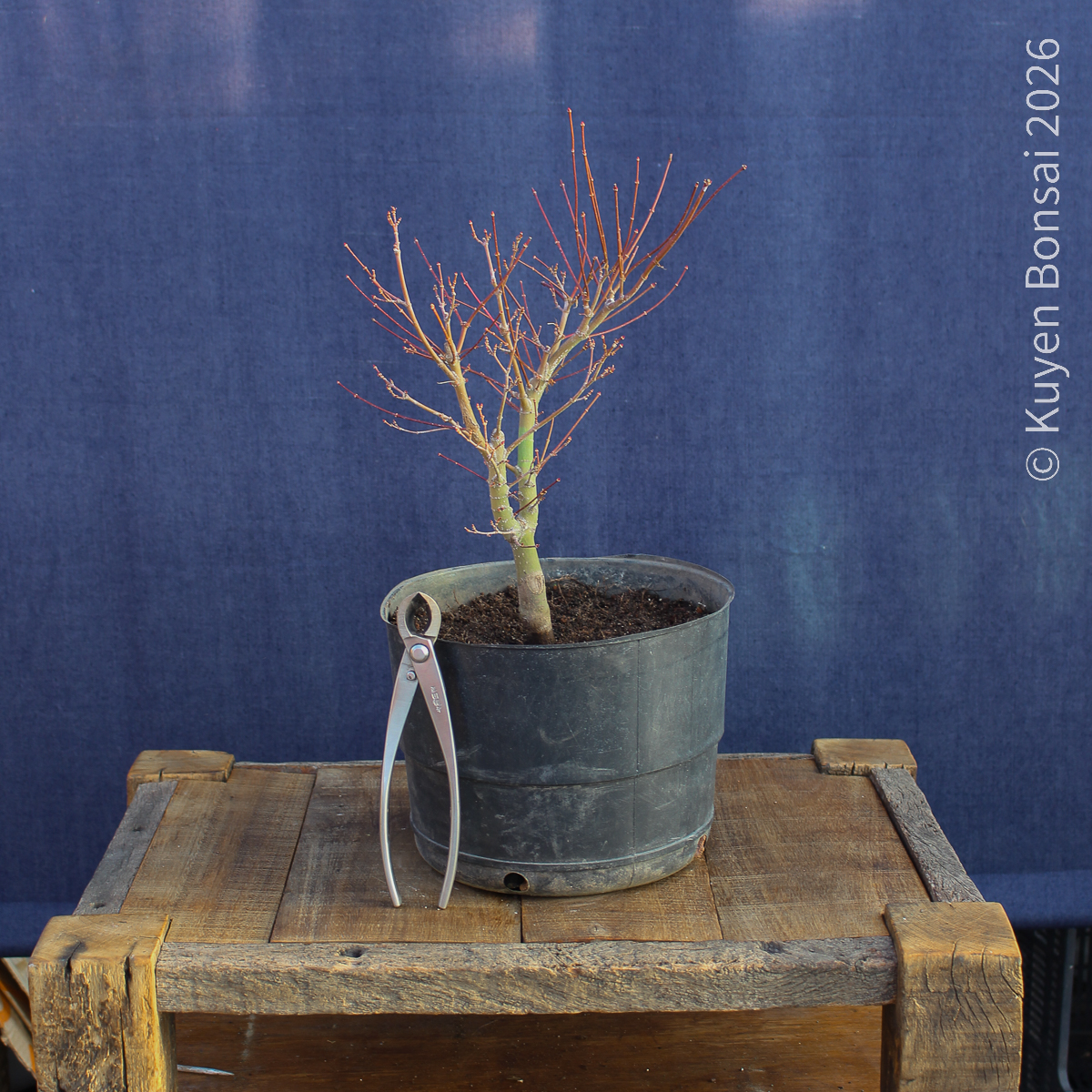 Acer palmatum "Butterfly" #11 - Imagen 6