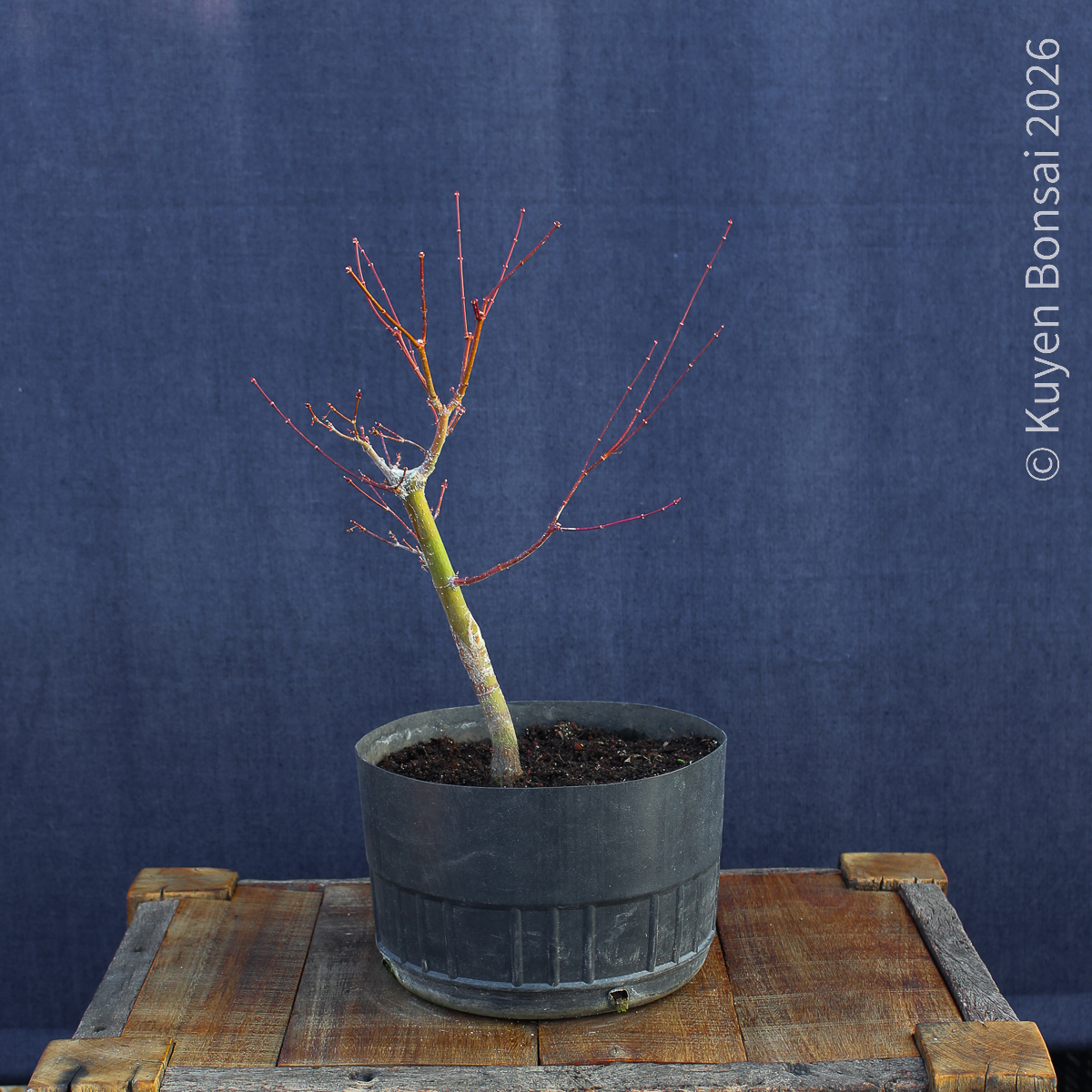 Acer palmatum "Butterfly" #9