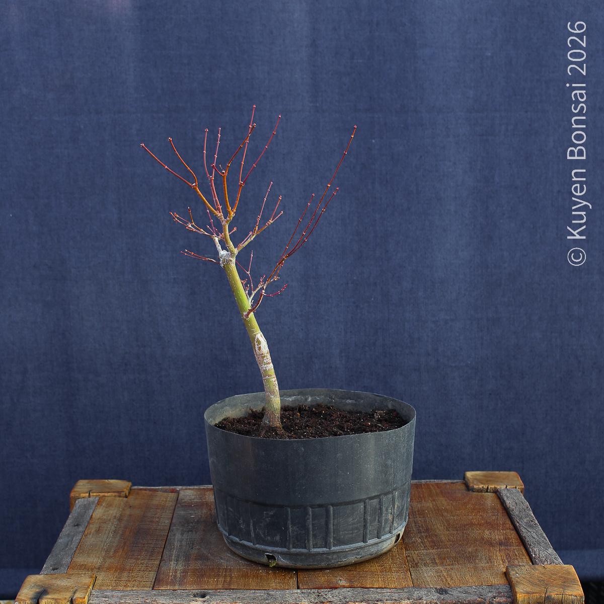 Acer palmatum "Butterfly" #9 - Imagen 2