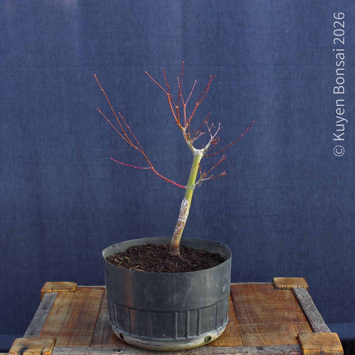 Acer palmatum "Butterfly" #9 - Imagen 4