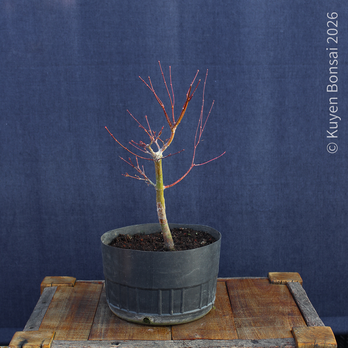 Acer palmatum "Butterfly" #9 - Imagen 6