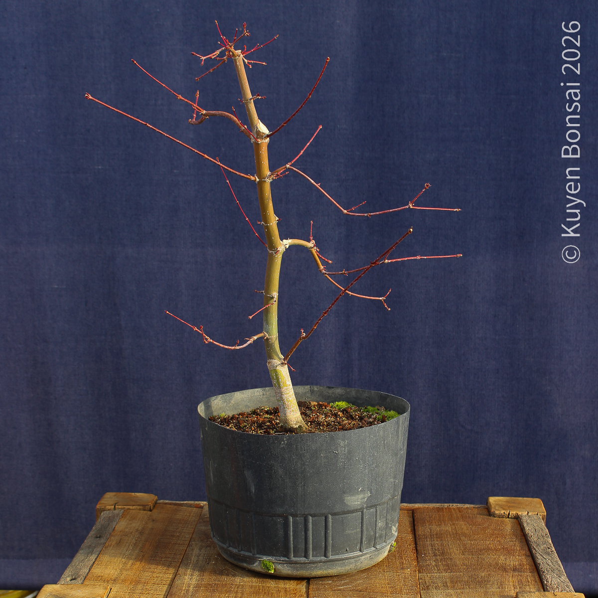 Acer palmatum "Deshojo" #17