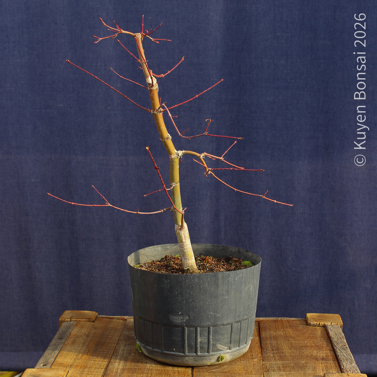 Acer palmatum "Deshojo" #17 - Imagen 2