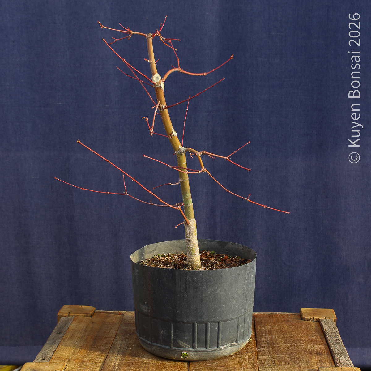 Acer palmatum "Deshojo" #17 - Imagen 3