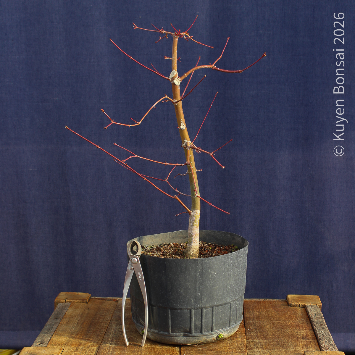Acer palmatum "Deshojo" #17 - Imagen 4