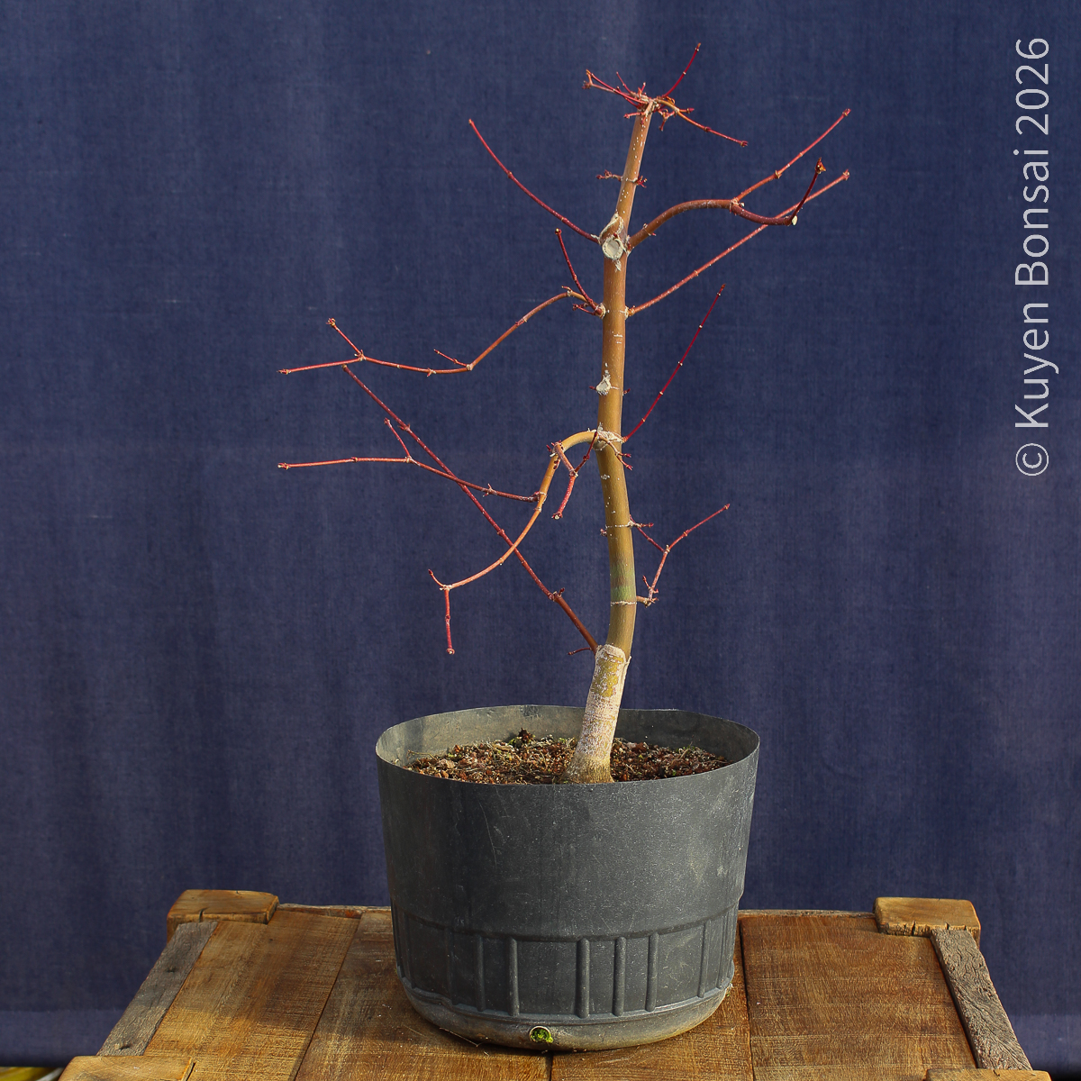 Acer palmatum "Deshojo" #17 - Imagen 5