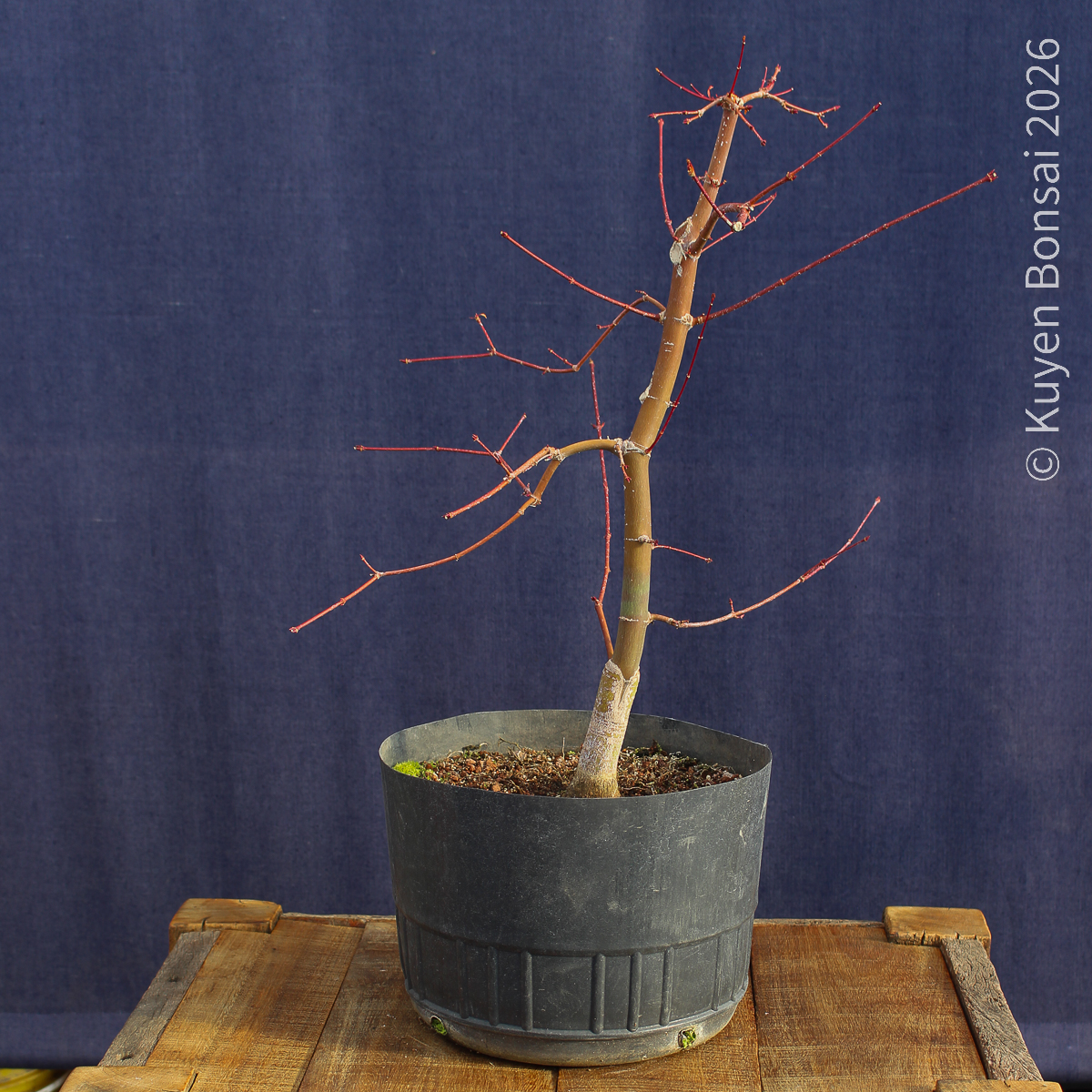 Acer palmatum "Deshojo" #17 - Imagen 6