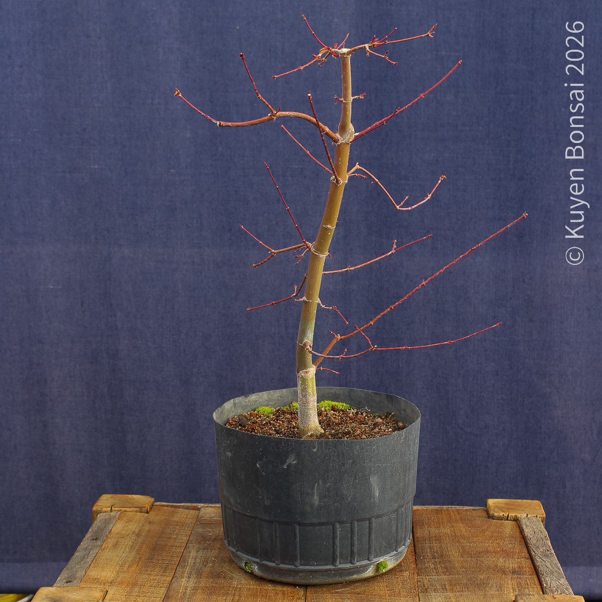 Acer palmatum "Deshojo" #17 - Imagen 7