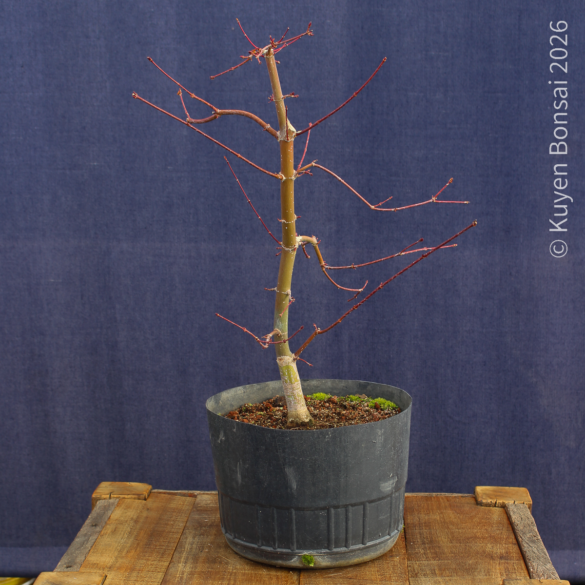 Acer palmatum "Deshojo" #17 - Imagen 8