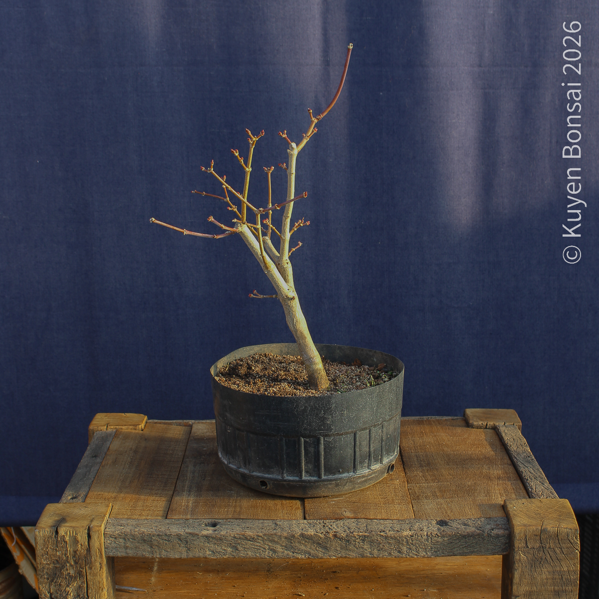 Acer shirasawanum "Áureum" #17
