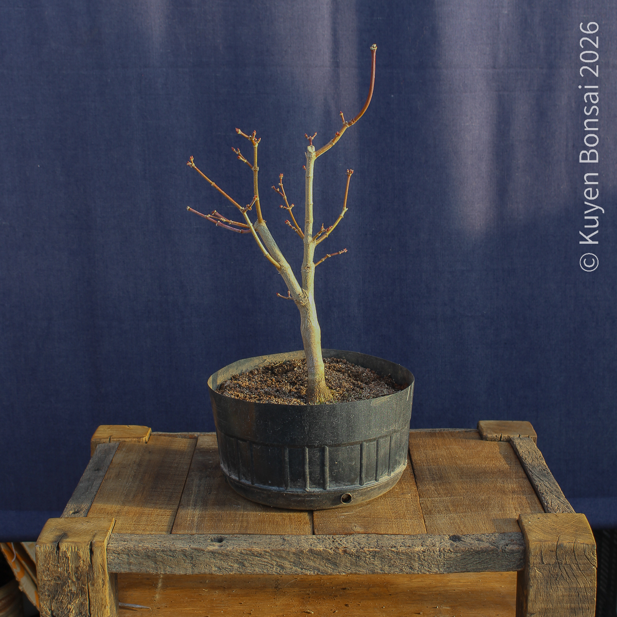 Acer shirasawanum "Áureum" #17 - Imagen 2
